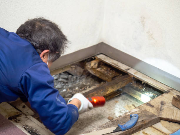 Best Toxic Mold Removal  in Warsaw, IN