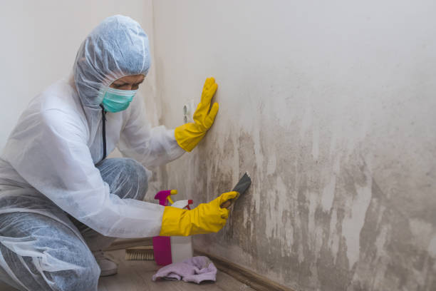 Best Crawl Space Mold Removal  in Warsaw, IN