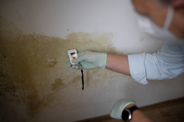 Best Black Mold Removal  in Warsaw, IN
