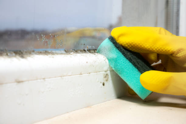 Best Residential Mold Removal  in Warsaw, IN