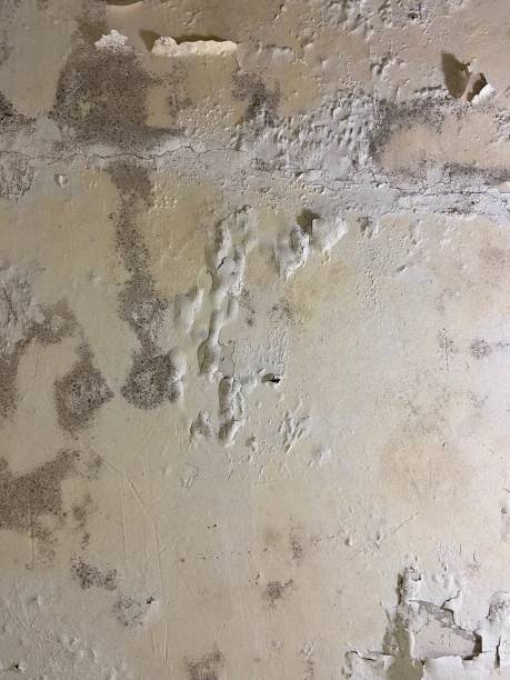 Best Certified Mold Removal  in Warsaw, IN