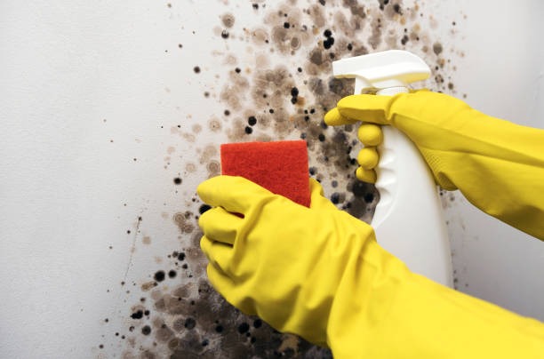 Best Professional Mold Removal  in Warsaw, IN