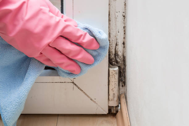Attic Mold Removal in Warsaw, IN